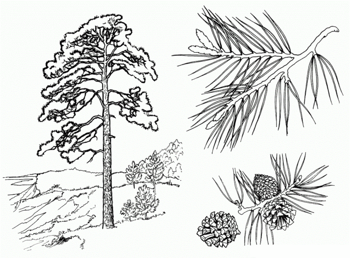 松の木の印刷用塗り絵