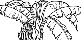 livre de coloriage sur l'arbre aux bananes à imprimer