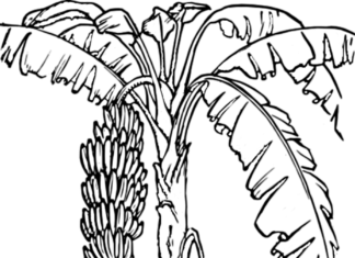 tree with bananas coloring book to print