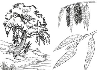 Baum mit Basen Malbuch zum Ausdrucken