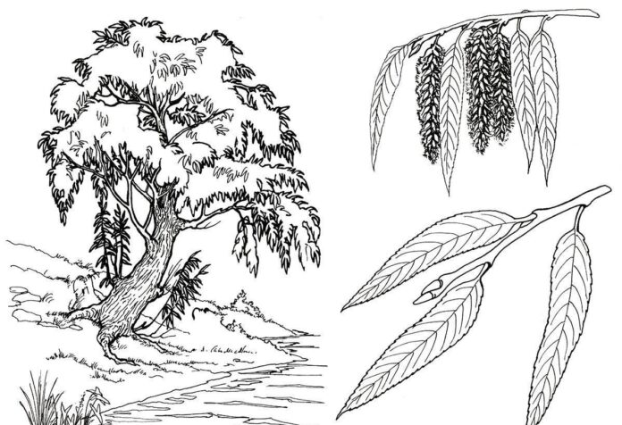 basilikum træ malebog til udskrivning