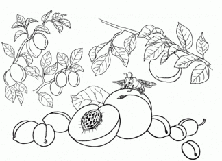 Färgbok för persikoträd som kan skrivas ut