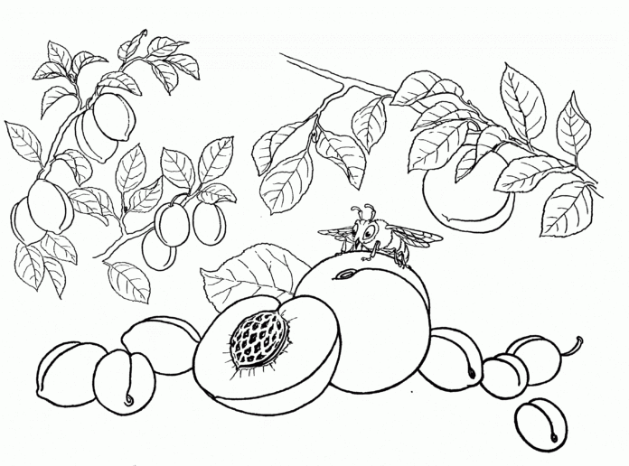 tree with peaches coloring book to print