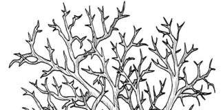 tree with branches coloring book to print