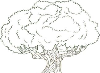 Baum mit Krone Malbuch zum Ausdrucken