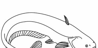 large catfish coloring book to print