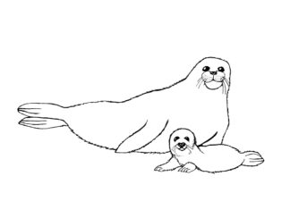 big and small seal coloring book to print