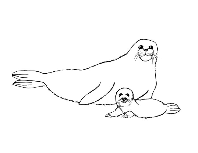 libro para colorear de focas grandes y pequeñas para imprimir