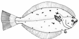 duży halibut kolorowanka do drukowania