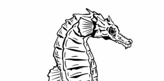 large seahorse coloring book to print