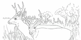 two big deer in the meadow coloring book to print