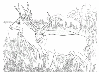 dois grandes cervos em um livro de colorir prados para imprimir