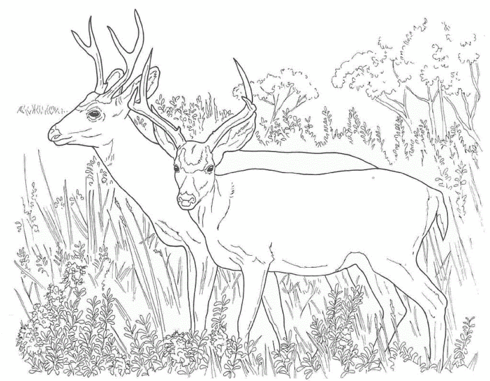 dwa duże jelenie na łące kolorowanka do drukowania