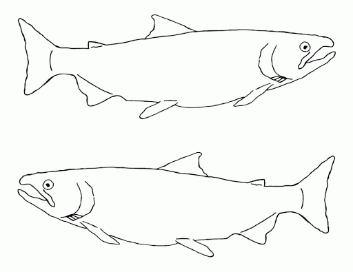 二匹の鮭の塗り絵の印刷