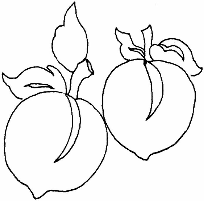 Två persikor som kan skrivas ut bild