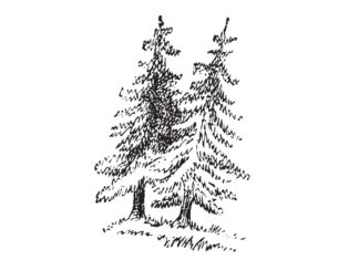 two fir trees coloring book to print