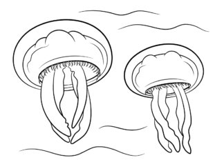 dwie meduzy kolorowanka do drukowania