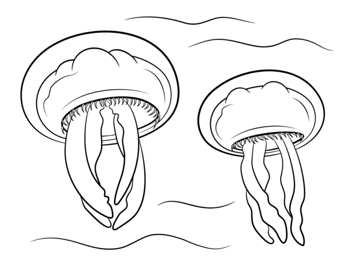 dos medusas para colorear para imprimir
