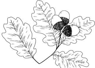 livre à colorier "feuilles de chêne" à imprimer
