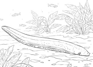 electric eel coloring book to print