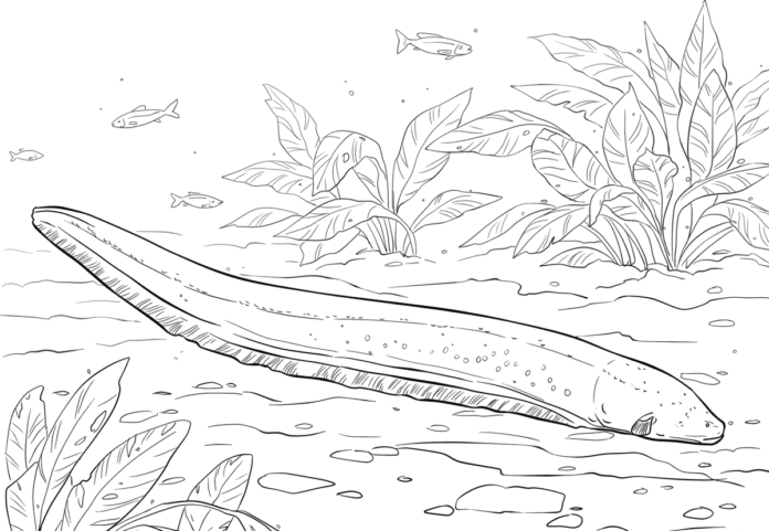 electric eel coloring book to print