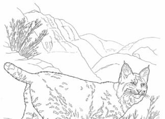 desert fennec coloring book to print