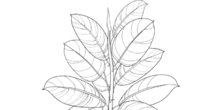 livre de coloriage de fleurs en pot de ficus à imprimer