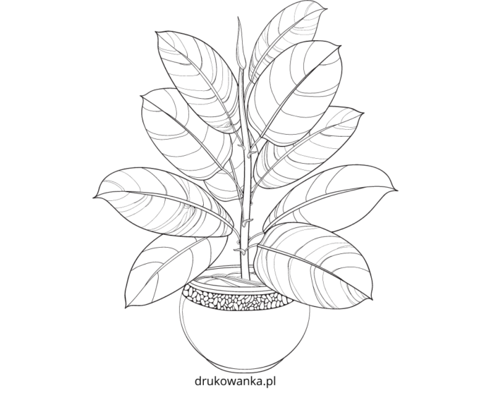 ficus potted flower coloring book printable