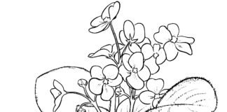 violet in a pot coloring book to print