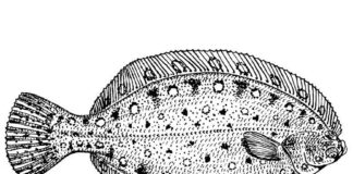 flounder underwater coloring book to print