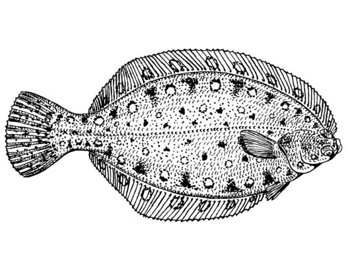 flounder underwater coloring book to print