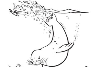 Tuleň loví ryby omalovánky k vytisknutí
