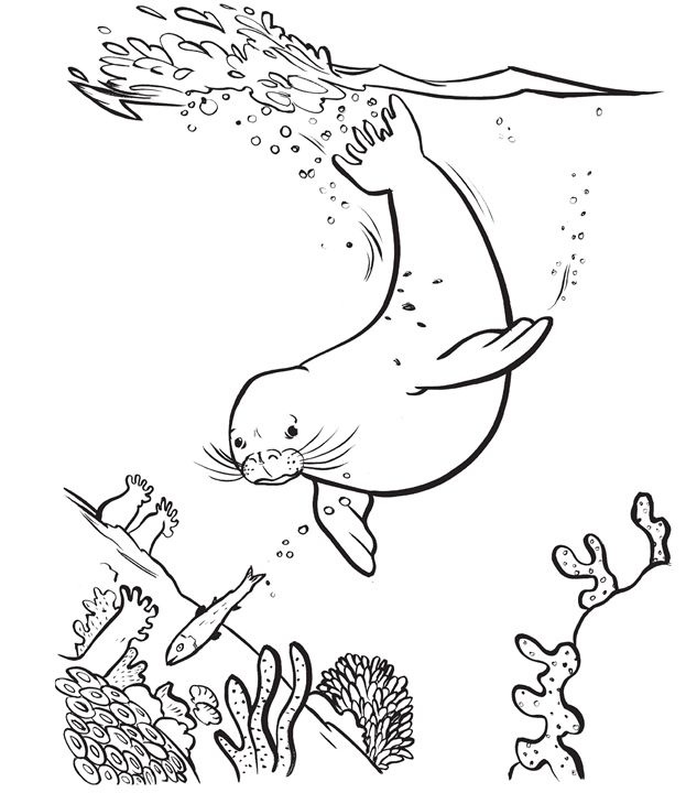 Le phoque chasse le poisson - livre à colorier à imprimer