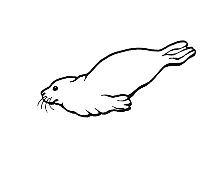 seal jumps into the water coloring book to print