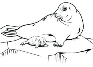 seals on an ice floe coloring book to print