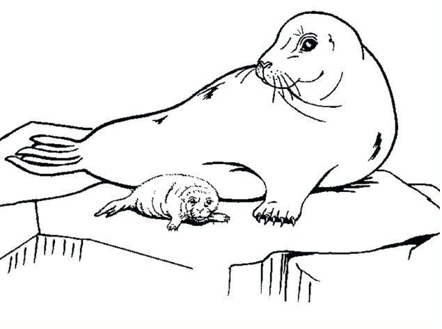 seals on an ice floe coloring book to print