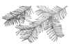 pine branches coloring book to print