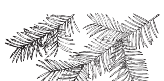 pine branches coloring book to print