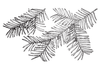 borovicové větve - omalovánky k vytisknutí