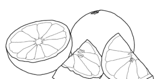 Skivad grapefrukt som kan skrivas ut bild
