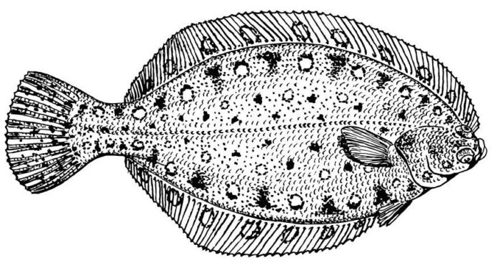 laposhal az óceán fenekén nyomtatható kifestőkönyv