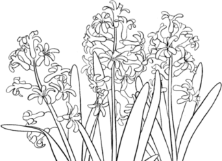 hyacinty v zahradě - omalovánky k vytisknutí