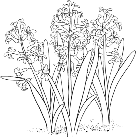 hyacinter i trädgården - färgbok att skriva ut