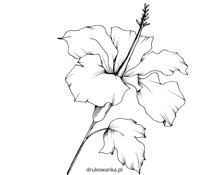 hibiscus red flower coloring book to print