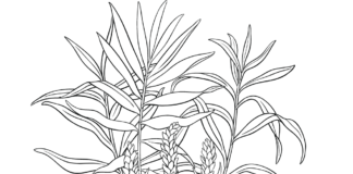 ginger root and flower coloring book to print