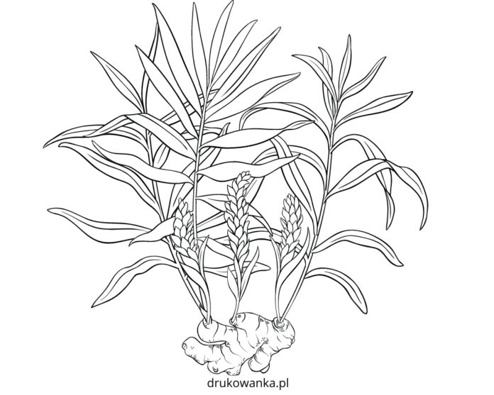 ginger root and flower coloring book to print