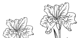 irises in the garden coloring book to print