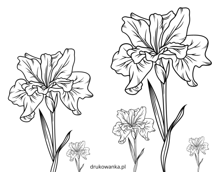 irises in the garden coloring book to print