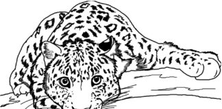 jaguar in the tree coloring book to print