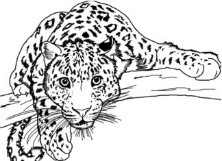 Jaguar im Baum Malbuch zum Ausdrucken